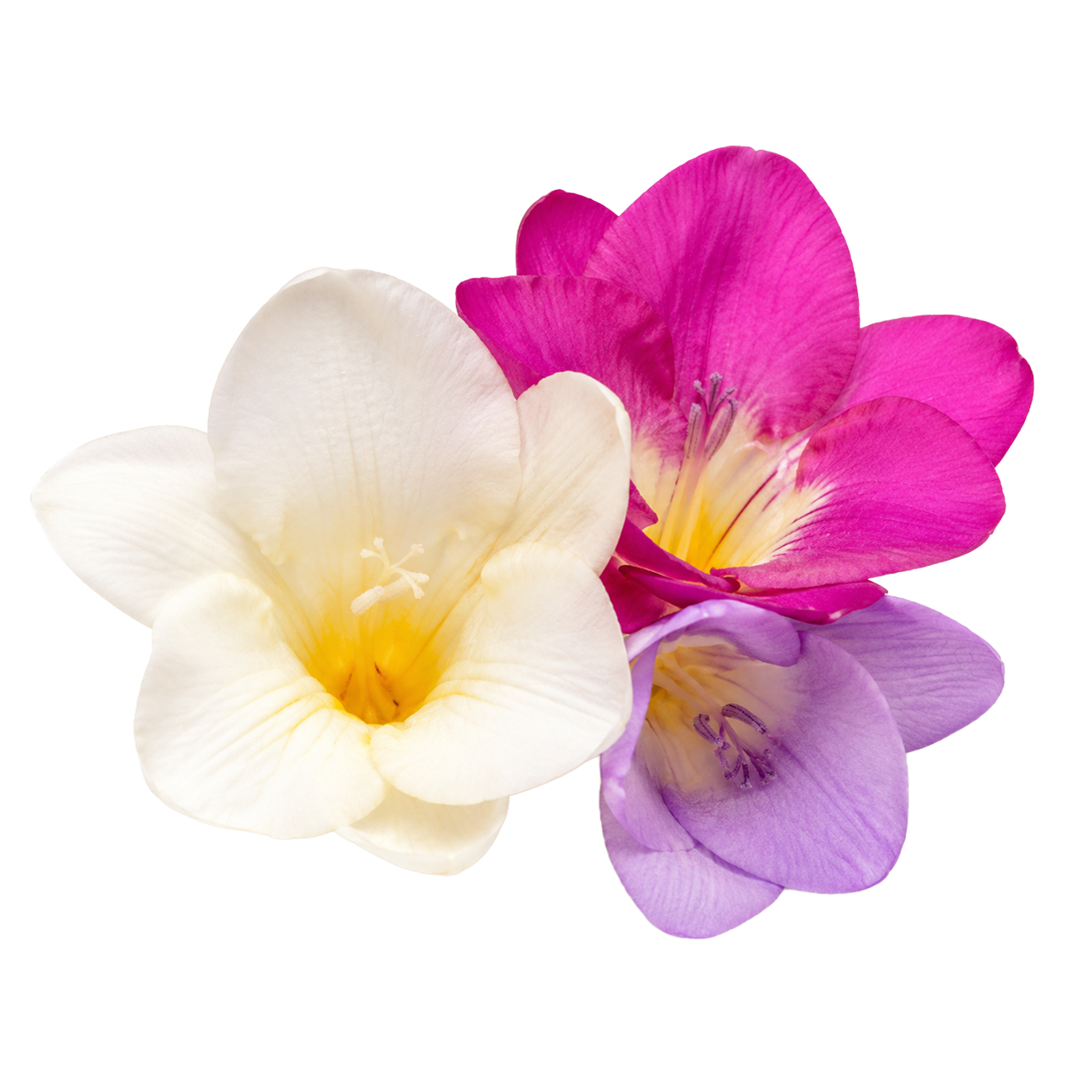 Freesia