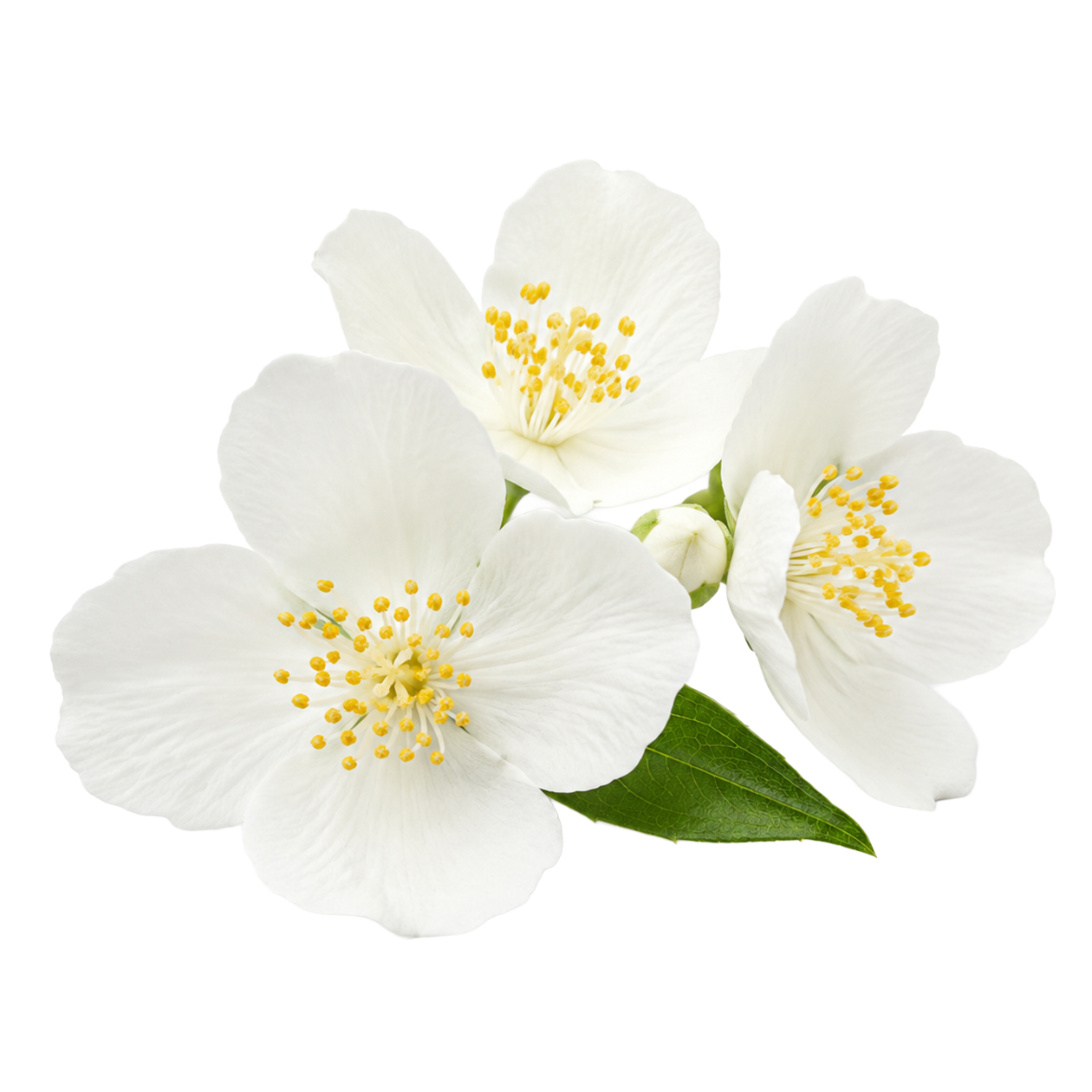 Muschio bianco